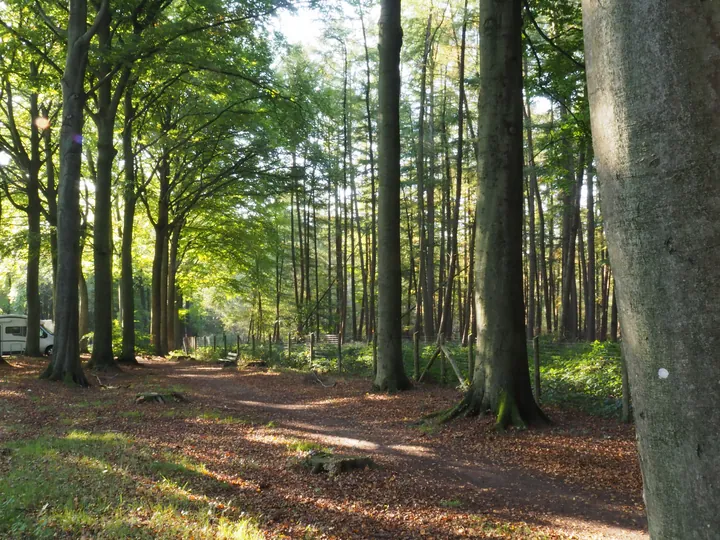 Vagevuurbos an Lippensgoed-Bulskampveld (Belgium)